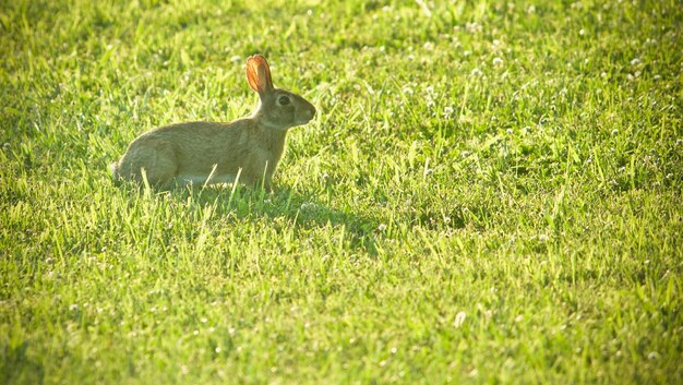 Foin de Prairie