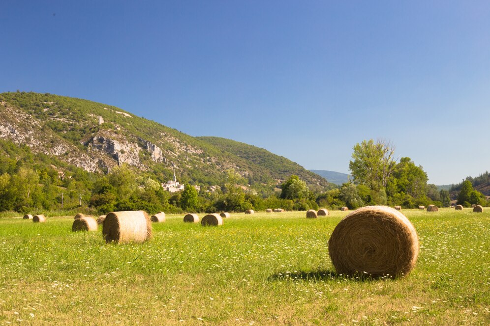 Foin de montagne