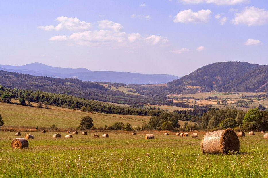 Foin de montagne