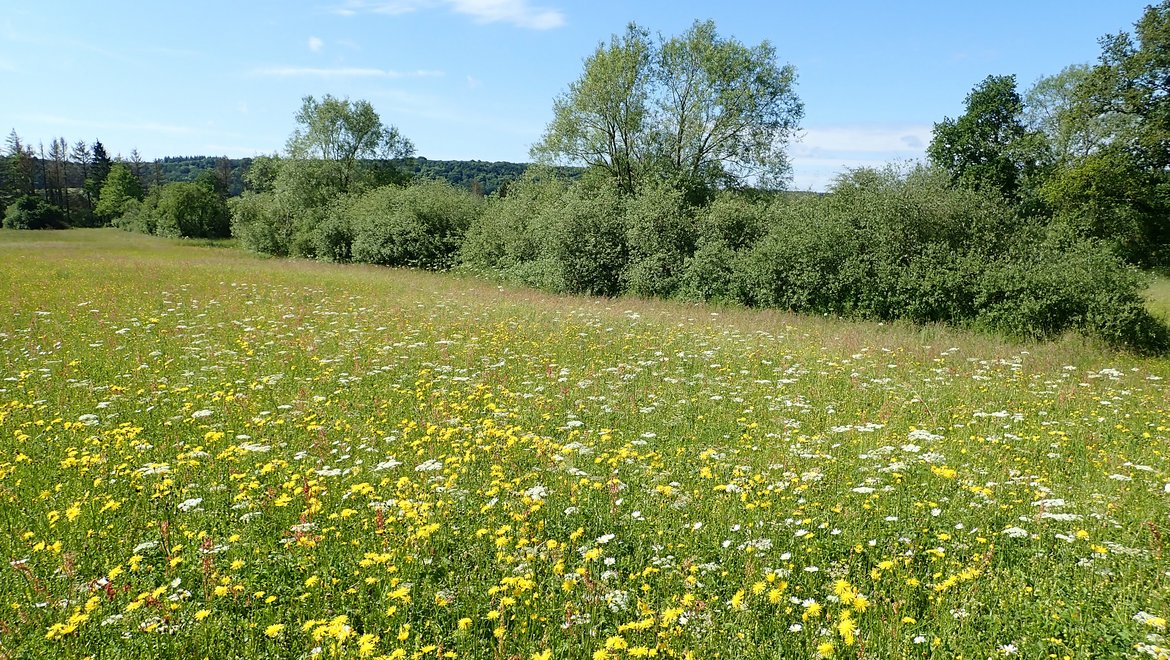 Foin de Prairie