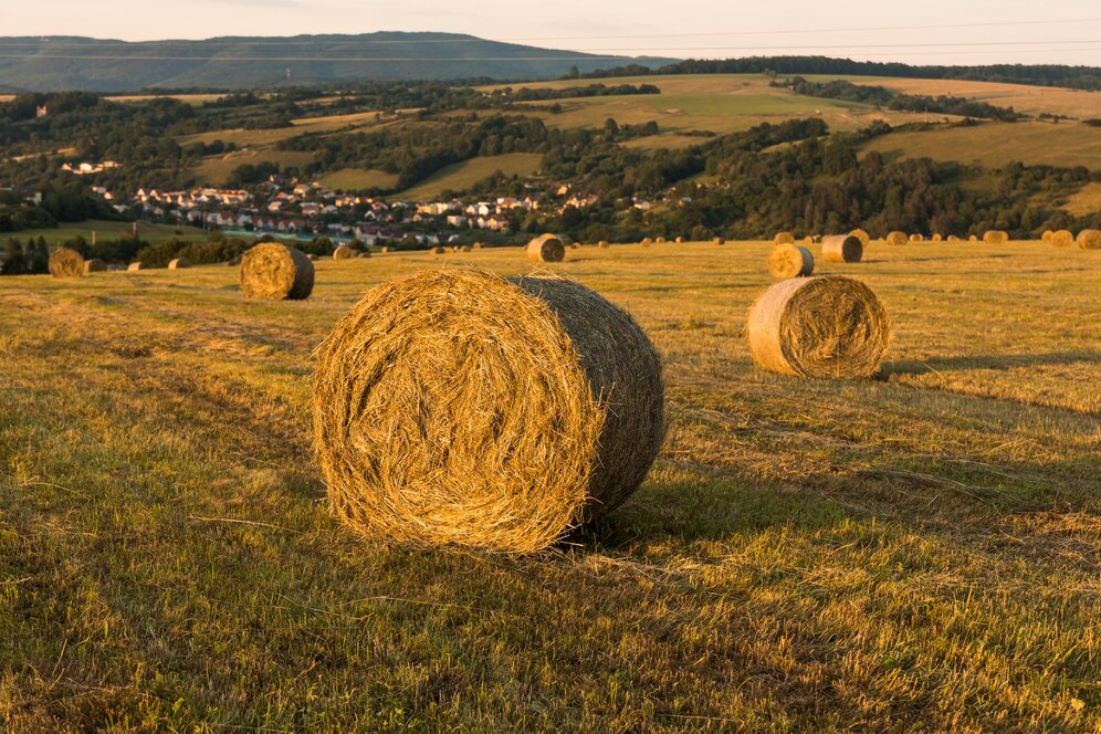 Foin de Prairie