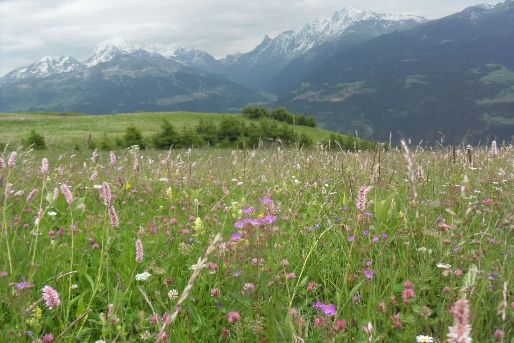 Foin de montagne