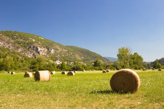 Foin de montagne