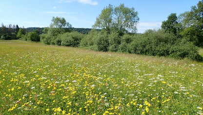 Foin de Prairie
